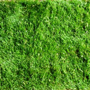 Premium Grade Turf